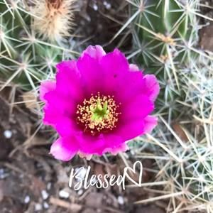 Meet your Posher, Nilda cruz